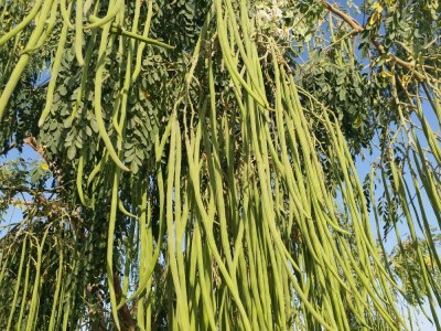 TRICONE Hybrid MORINGA/DRUMSTICK/SAIJAN SEEDS PKM 10GM Seeds DD20 Seed(10 g)