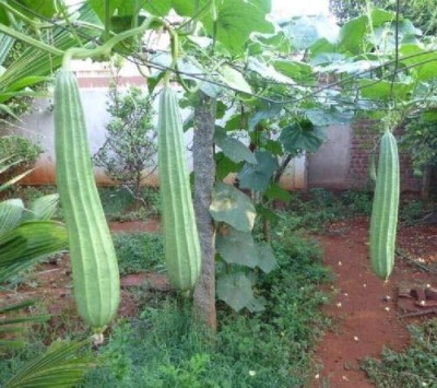 Lorvox Dhari Tori - Ridge Gourd Climbing Vegetable Seed(1000 per packet)