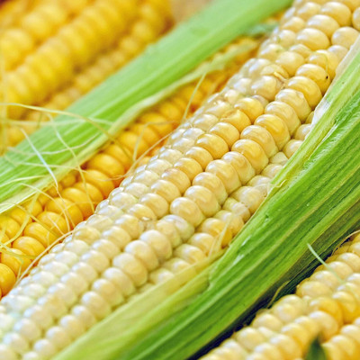 WILLVINE MAH -VIII Honey Select Triplesweet Corn-[100g] Seed(400 per packet)