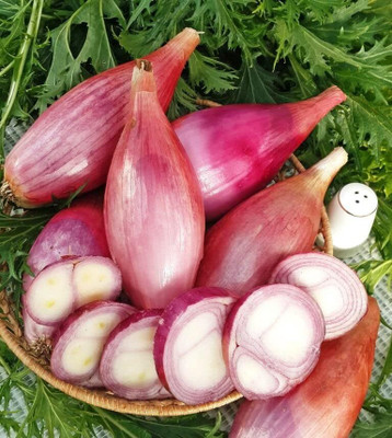 WILLVINE VMR -VII Red Shallot Onion [100g] Seed(300 per packet)
