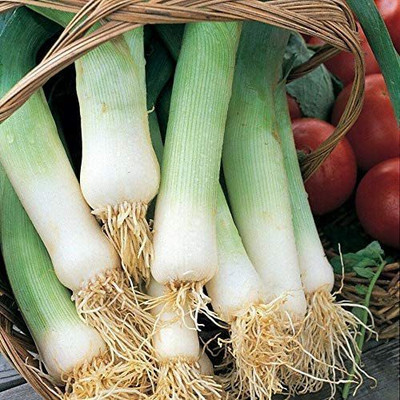 CYBEXIS Seeds of Vegetable Leek Musselburgh1000 Seeds Seed(1000 per packet)