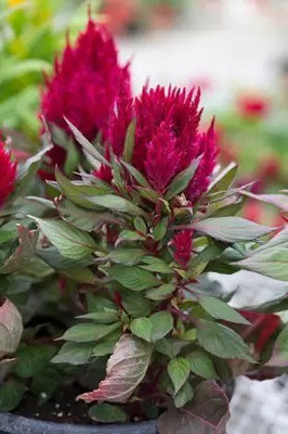 Aro Celosia Dwarf, Cockscomb Seed(180 per packet)