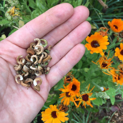 GREENSEA Calendula Flower Seed(27 per packet)