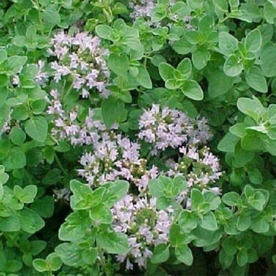 CYBEXIS LX-98 - Sweet Oregano - (1350 Seeds) Seed(1350 per packet)