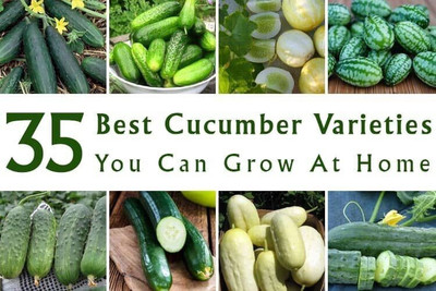 the green dotcom fresh cucumber vegetable hybrid seeds 1-packet Seed(20 per packet)