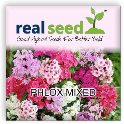 CYBEXIS Phlox Mixed Hybrid Imported Flower Seeds Seed(50 per packet)