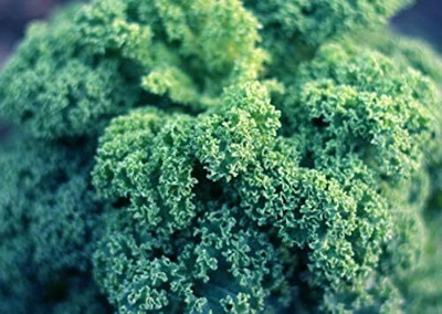 WILLVINE KGF -XVI Dwarf Siberian Kale Seeds for Planting [25g] Seed(7500 per packet)
