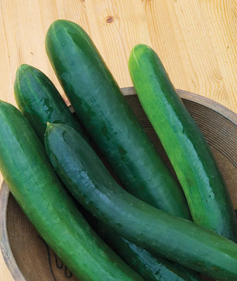 Qualtivate XXX-1A Sweet Success Slicing Cucumber Seeds Seed(300 per packet)