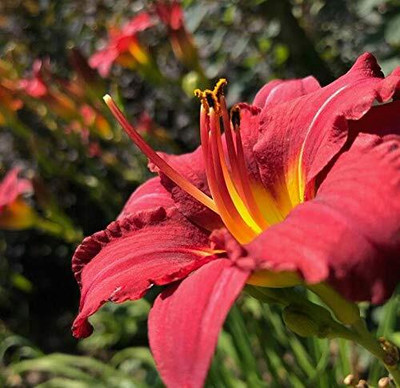 Cloud Farm Lily Plant Seed(4 per packet)