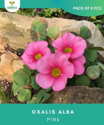 Udanta Imported oxalis Alba Pink Flower Bulb For Home Gareden Blooming Summer Season Seed(5 per packet)