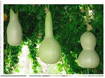 VibeX ® XXL-255 Long Bottle Gourd लोकि बीज Seed(50 per packet)