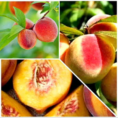 Aywal Peach Fruit Seed(10 per packet)