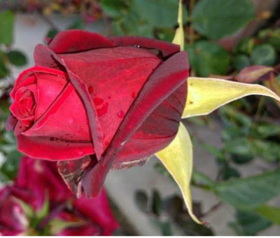 greenfarm NXC- Fragrant Rose Flower Seeds/ Gulab Seeds , 100 X Seeds , dso105 Seed(100 per packet)