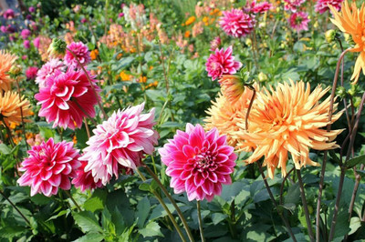 ibains Dahlia mixed seeds Seed(14 per packet)