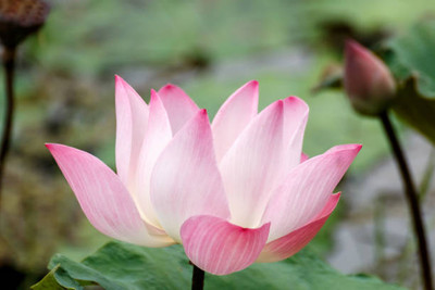FRESHO lotus,kamal seeds Seed(20 per packet)