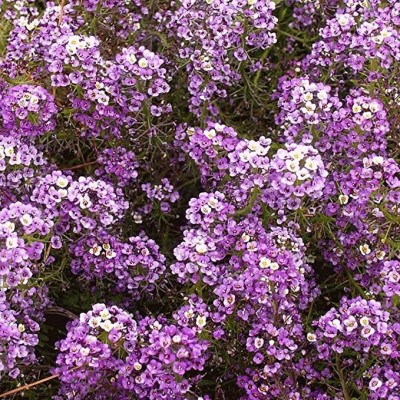 Aywal Sweet Alyssum Seed(90 per packet)