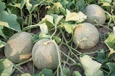 Dbbrothers muskmelon seeds pack of 16 Seed(16 per packet)