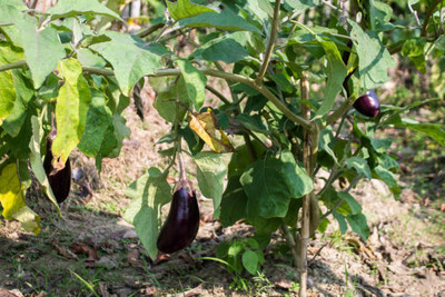 Kodali Hybrid F1 Brinjal Seeds Pack Of 26 Seed(26 per packet)