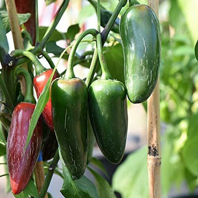 CYBEXIS High Yield Seeds of Jalapeño Chilli Pepper2400 Seeds Seed(2400 per packet)