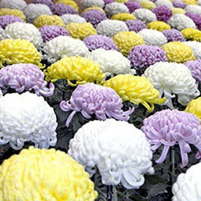 CYBEXIS Aster Seeds Aster Flower Seed(50 per packet)