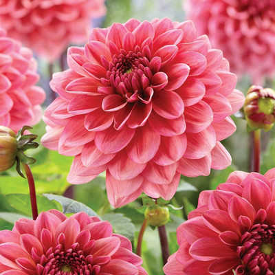 Qualtivate VVI-256 Mixed Dahlia Seeds | Non-GMO Seed(50 per packet)