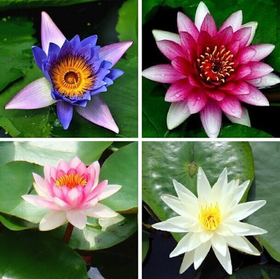 SEEDARIA LOTUS SEED Japanese Bonsai lotus seeds hybrid for panting at Home Seed(45 per packet)
