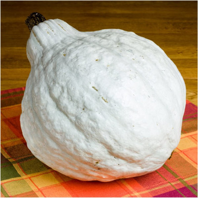 WILLVINE F1 Hybrid Blue Hubbard Winter Squash (Cucurbita maxima)-2500 Seeds Seed(2500 per packet)