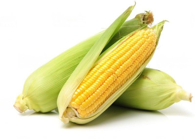 WILLVINE GBPUT -XIII Nk 30 Corn Seeds-[500g] Seed(2000 per packet)