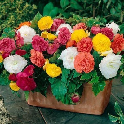 Qualtivate XLR-176 Begonia Mixed Flower seeds Seed(25 per packet)