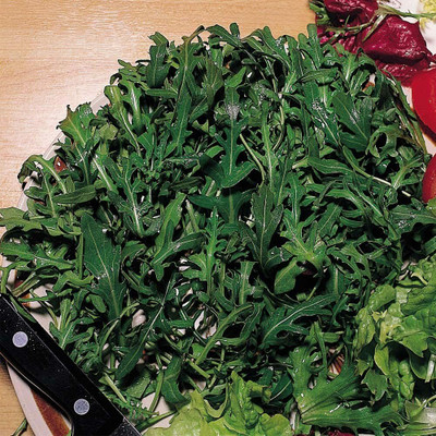 CYBEXIS Fast Grow Wild Rocket Seeds DIPLOTAXIS TENUIFOLIA700 Seeds Seed(700 per packet)