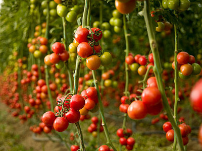 Gachwala tomato Seed(90 per packet)