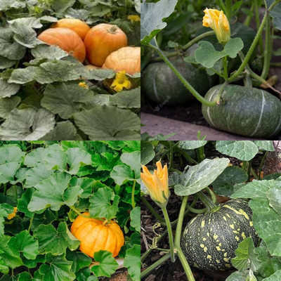 ibains Pumpkin seeds for planting biij 40 Seed(40 per packet)