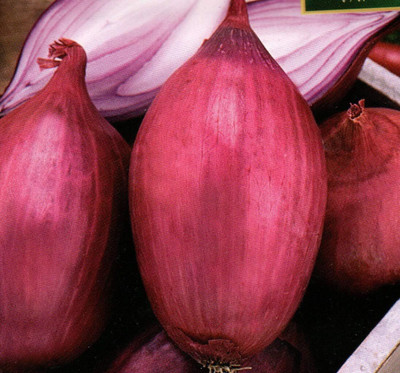 KNESSiN RED Onion - Rossa Lunga - Italian Salad Variety [600 Seeds] Seed(600 per packet)