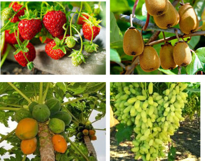 seedx Strawberry ,Grapes ,Kiwi ,Papaya Fruit Combo Pack Seed(60 per packet)