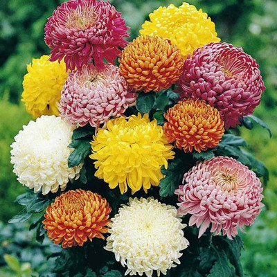 XOLDA Exotic Chrysanthemum Flower Seed(21 per packet)