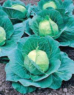 WILLVINE VMR -XIII Cabbage Seed, Golden Acre, Heirloom [10g] Seed(3000 per packet)