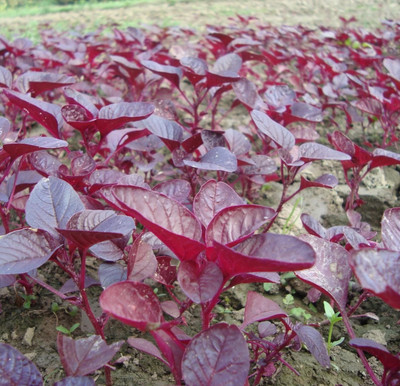 Arshiayat Red Amaranth Seeds, Red Spinach Seeds, f1 hybrid lal saag seeds vegetable Seed(200 per packet)