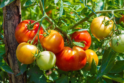 Treepoint tomato Seed(35 per packet)