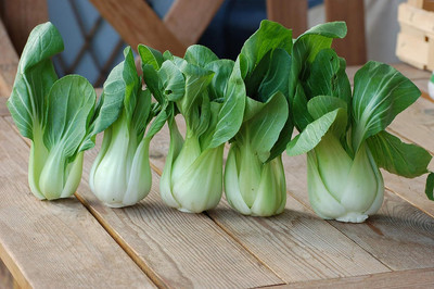 WILLVINE AMR -IX Chinese Cabbage Bok Choy [50g] Seed(15000 per packet)