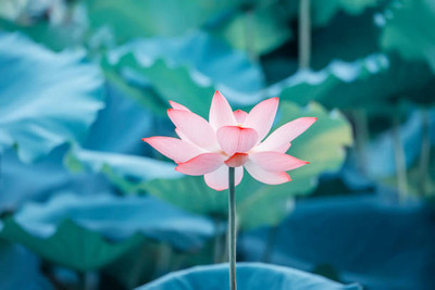 WILLWE lotus,kamal gatta Seed(10 per packet)