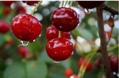 Aywal Cherry Fruit Seed(2 per packet)