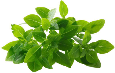 WILLVINE GBPUT-53 Spicy Globe Basil Seeds Seed(1000 per packet)
