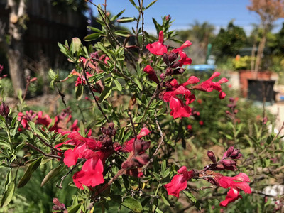 Qualtivate HUA-6A Salvia greggii Autumn Sage Seed(100 per packet)
