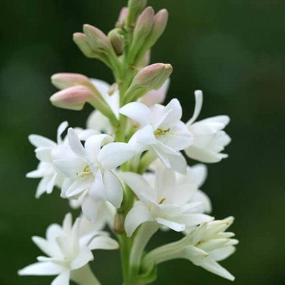 ZAABUS Tuberose flowers bulbs Seed(2 per packet)