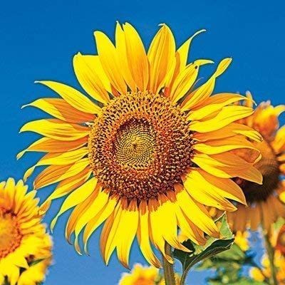 KANAYA Sunflower Seeds for Gardening, Balcony Gardening Seed(60 per packet)