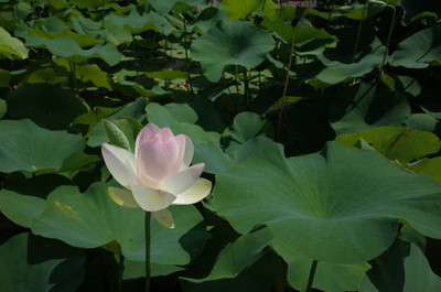 TREECARE lotus,kamal seeds Seed(20 per packet)