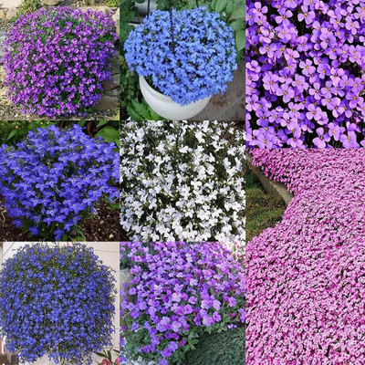 Qualtivate PUAS-5A Mother of Creeping Thyme Seeds Seed(50 per packet)