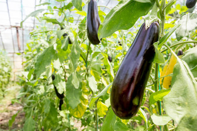 Kodali Hybrid F1 Brinjal Seeds Pack Of 63 Seed(63 per packet)