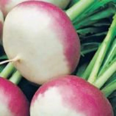 Avysa Organic - Purple Top White Globe Seed(100 per packet)