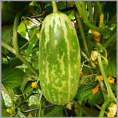 WILLVINE NBIR-815 Sambar Cucumber Traditional (Madras Cucumber) Seed(200 per packet)